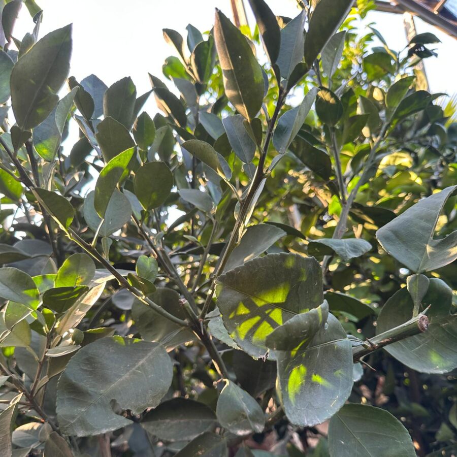 פומלית אדומה עלים