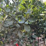 פומלית אדומה שתילי מדיום