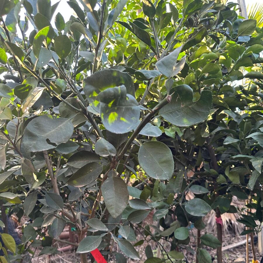 פומלית אדומה שתילי מדיום