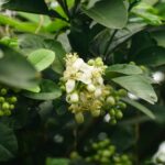 אשכולית לבנה white grapefruit flower
