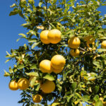 אשכולית לבנה white grapefruit tree