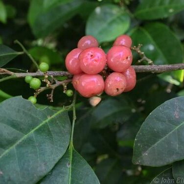 אורנג' ברי Orange Berry