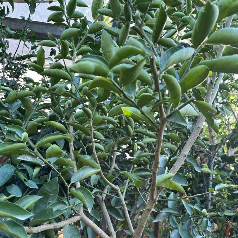 לימון מתוק שתיל עם שילוט