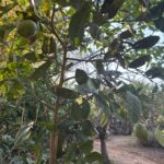 אתרוג תימני מבט מתוך השתיל