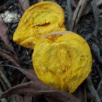 קניסטל פרי מתוק עם מרקם של בטטה