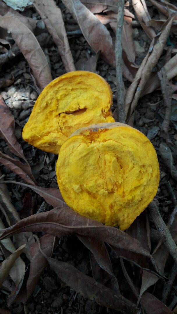 קניסטל פרי מתוק עם מרקם של בטטה