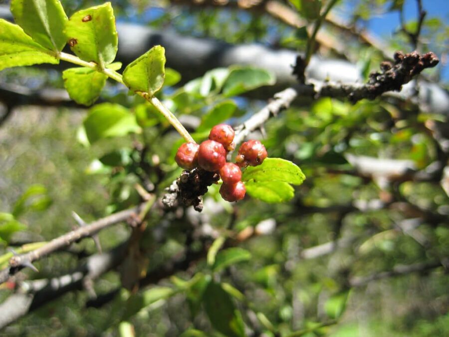 פרי פלפל סצ'ואן