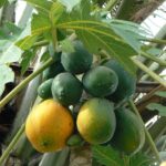 פפאיה צמח ופרי