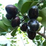 קריסה ריחנית