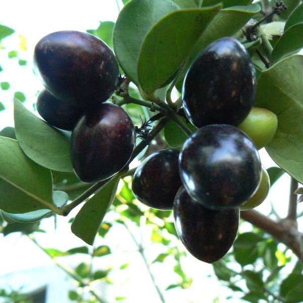 קריסה ריחנית