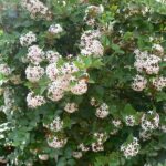 קריסה ריחנית