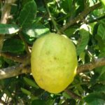 Etrog Temani אתרוג תימני