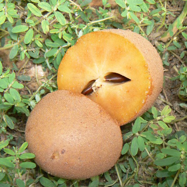 ספודילה (צ'יקו) Manilkara zapota