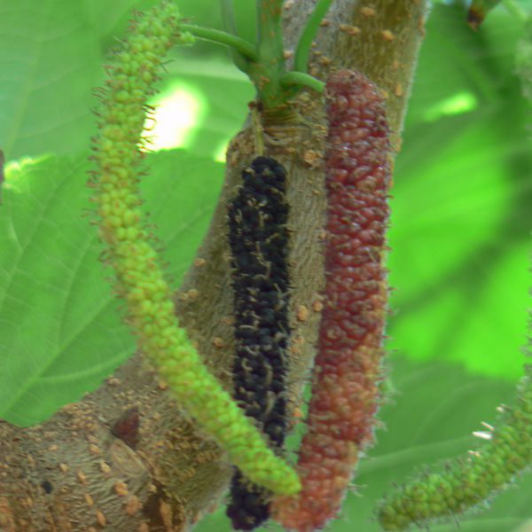 תות עץ ארוך שחור / תות אפגני אדום