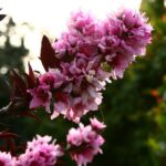 אפרסק ננסי פריחה ורודה