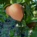 ספודילה (צ'יקו) Manilkara zapota