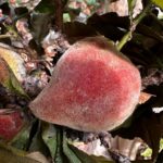 אפרסק ננסי פרי