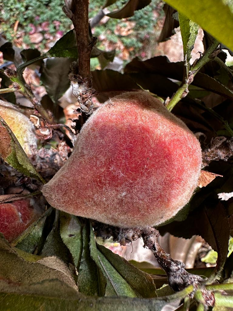 אפרסק ננסי פרי