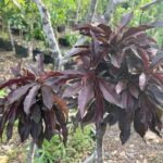 עץ אפרסק ננסי מרהיב עם עלים סגולים