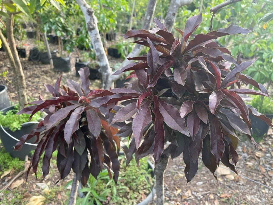 עץ אפרסק ננסי מרהיב עם עלים סגולים