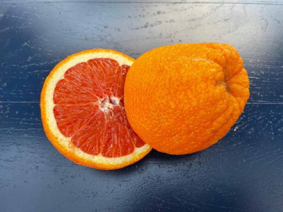 תפוז דם קרה קרה