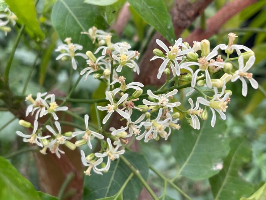 Whatsapp Image 2023 08 29 At 15.13.34