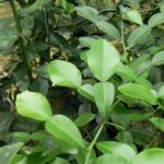 עלי קפיר ליים