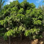 עץ ליצ'י הונג לונג