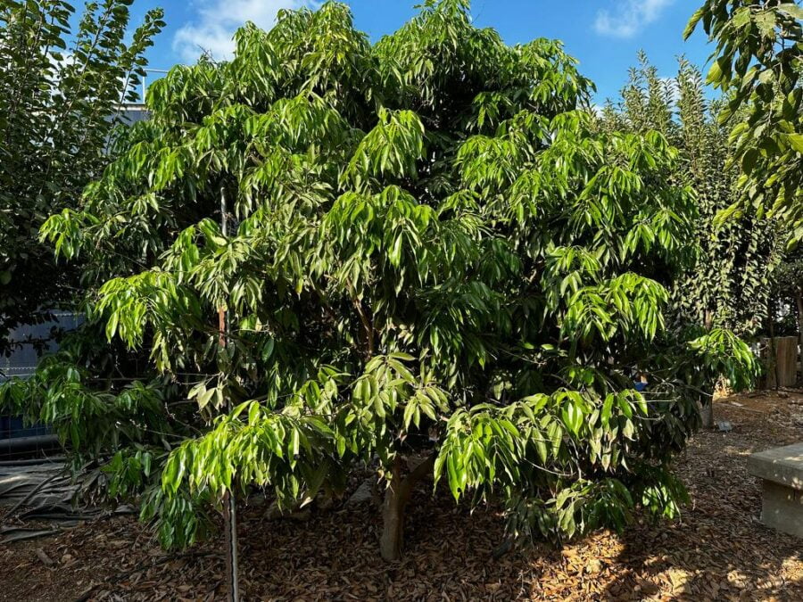 עץ ליצ'י הונג לונג