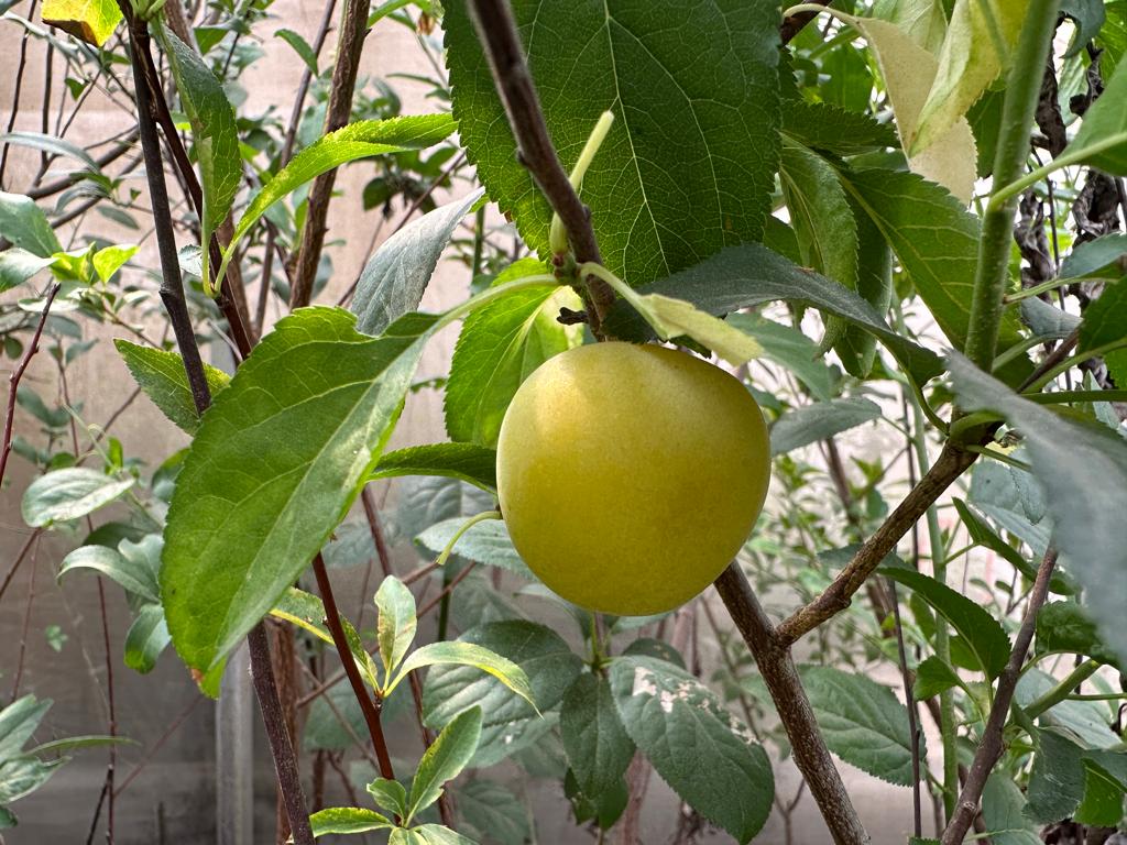 שזיף בר קווקזי קרסיה צבע צהוב