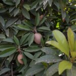 ספודילה (צ'יקו) Manilkara zapota