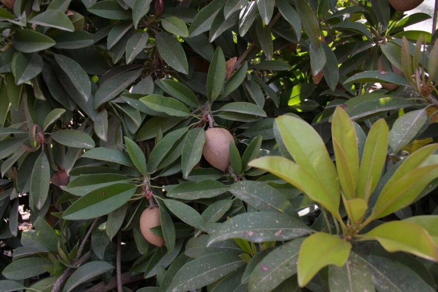 ספודילה (צ'יקו) Manilkara zapota