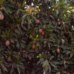 ספודילה (צ'יקו)