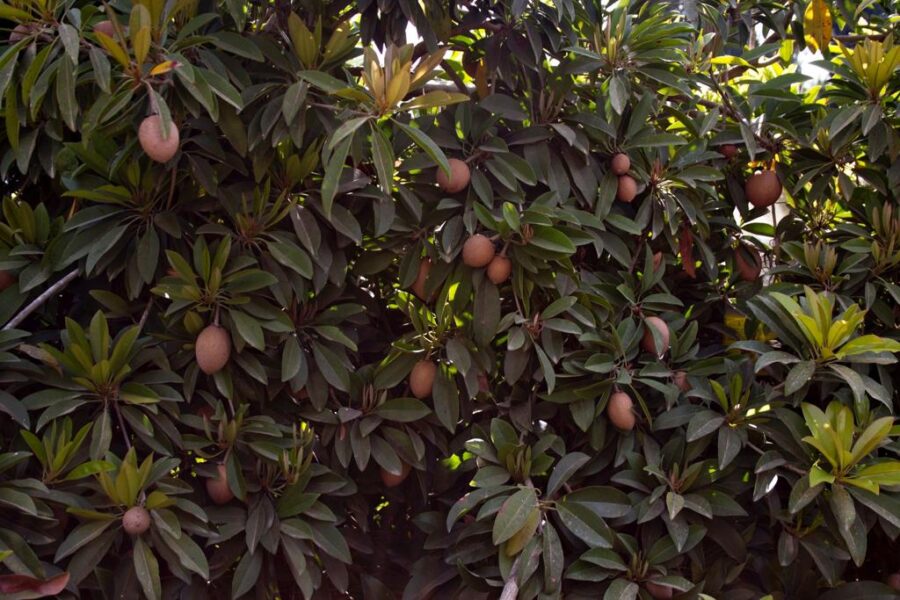 ספודילה (צ'יקו)