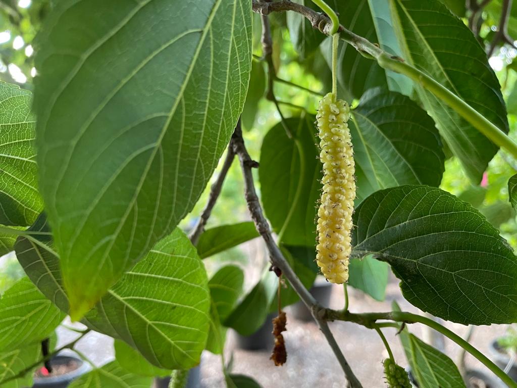 תות עץ ארוך לבן / תות אפגני לבן
