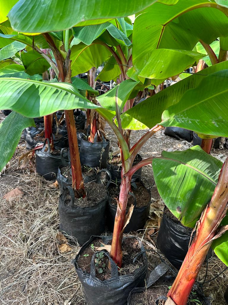 Whatsapp Image 2023 09 08 At 15.03.27