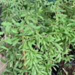 שתיל גוג'י ברי