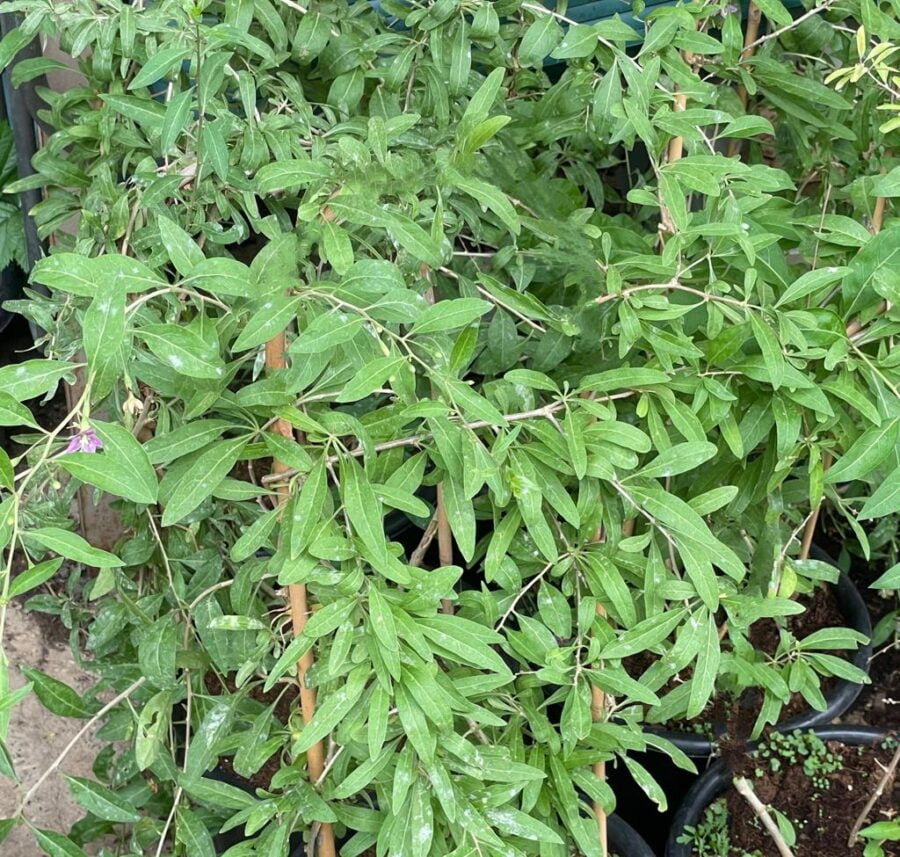 שתיל גוג'י ברי