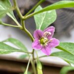 פריחת גוג'י ברי