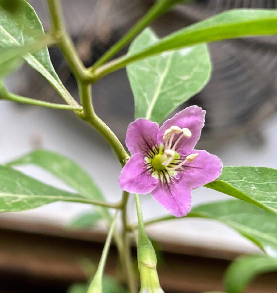 פריחת גוג'י ברי