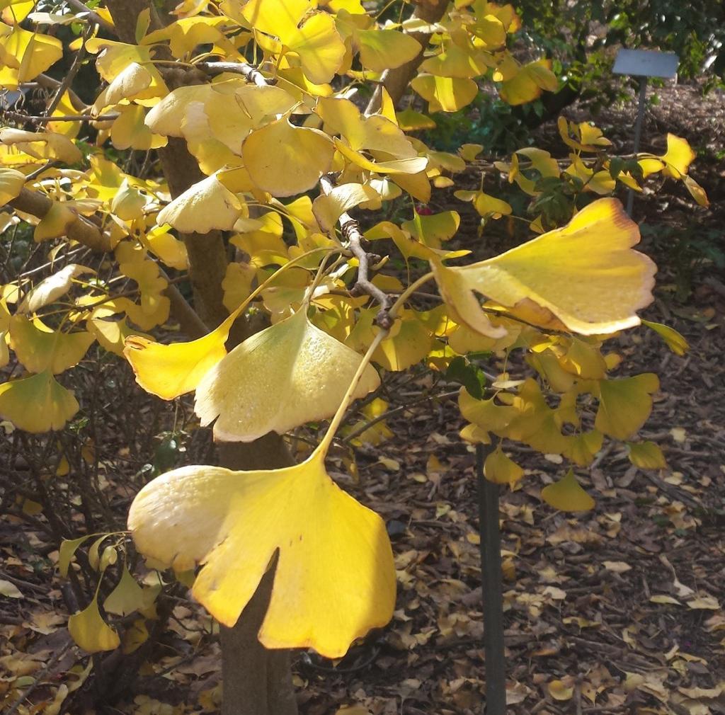 גינקו בילובה