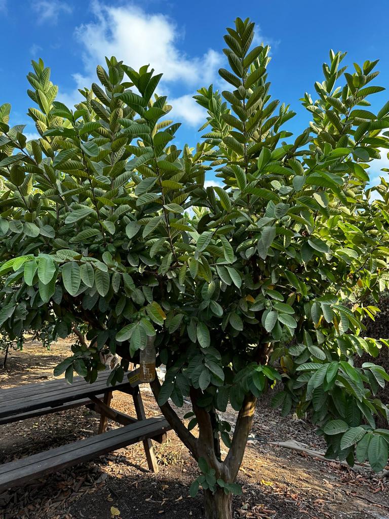 Whatsapp Image 2023 09 12 At 13.06.10