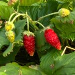 תות יער פירות מבשילים