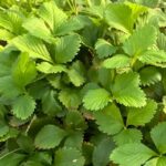 שתיל תות יער שופע