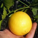 Whatsapp Image 2023 09 18 At 22.37.16