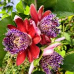 פריחת הגרנדילה