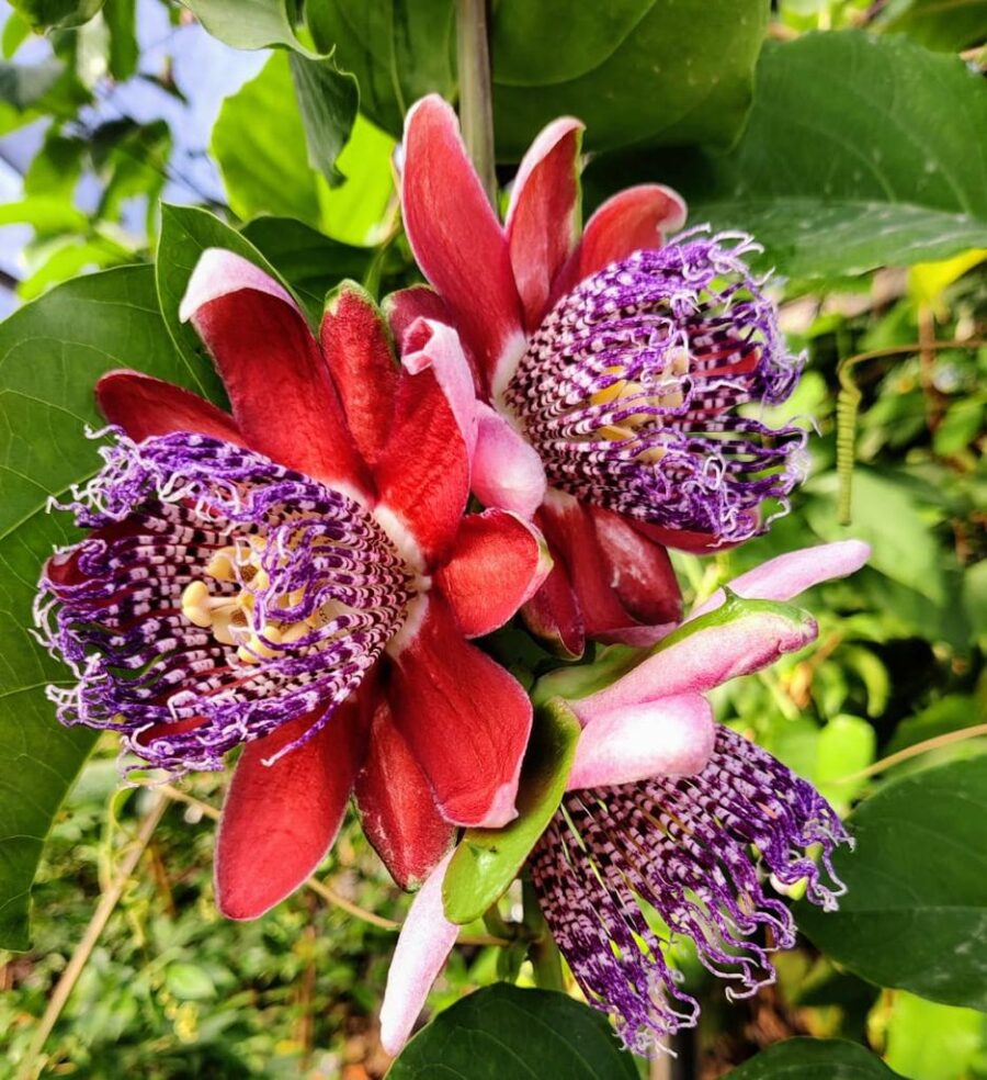 פריחת הגרנדילה