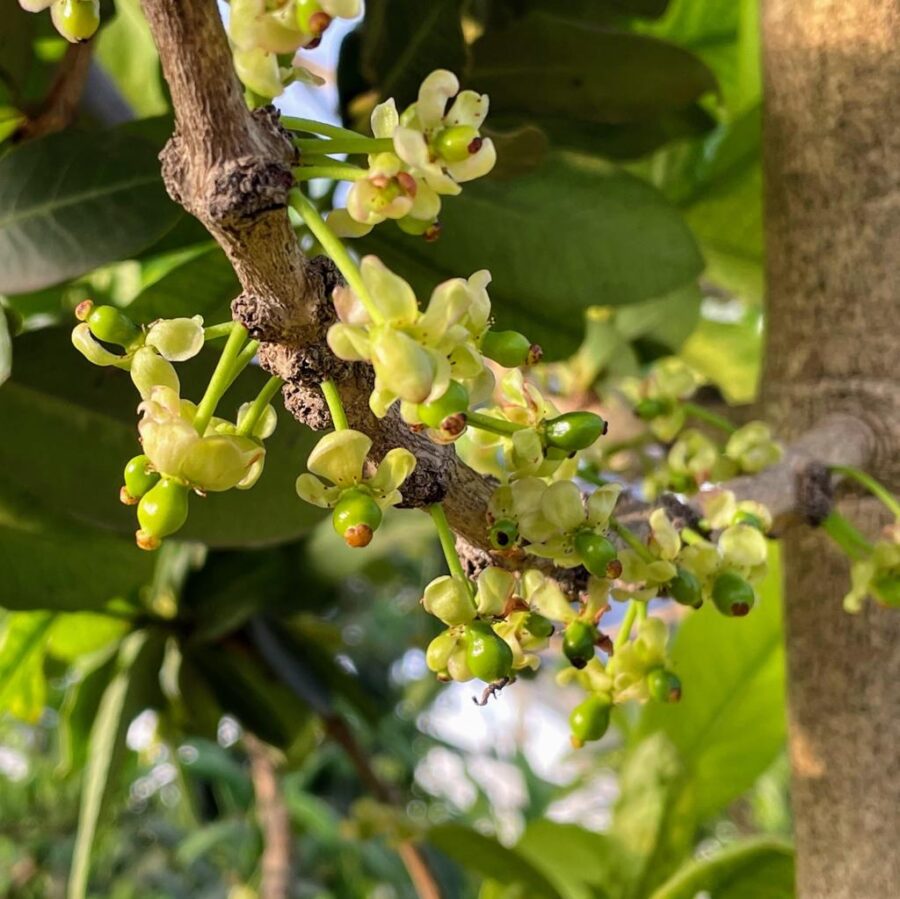 פריחת אימבה