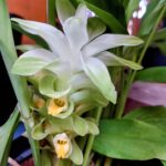 פריחה כורכום