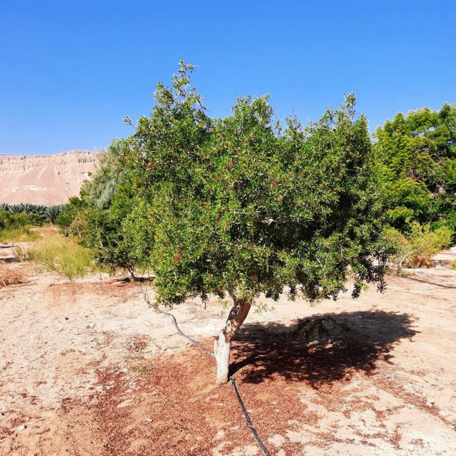 עץ ארגן גדול